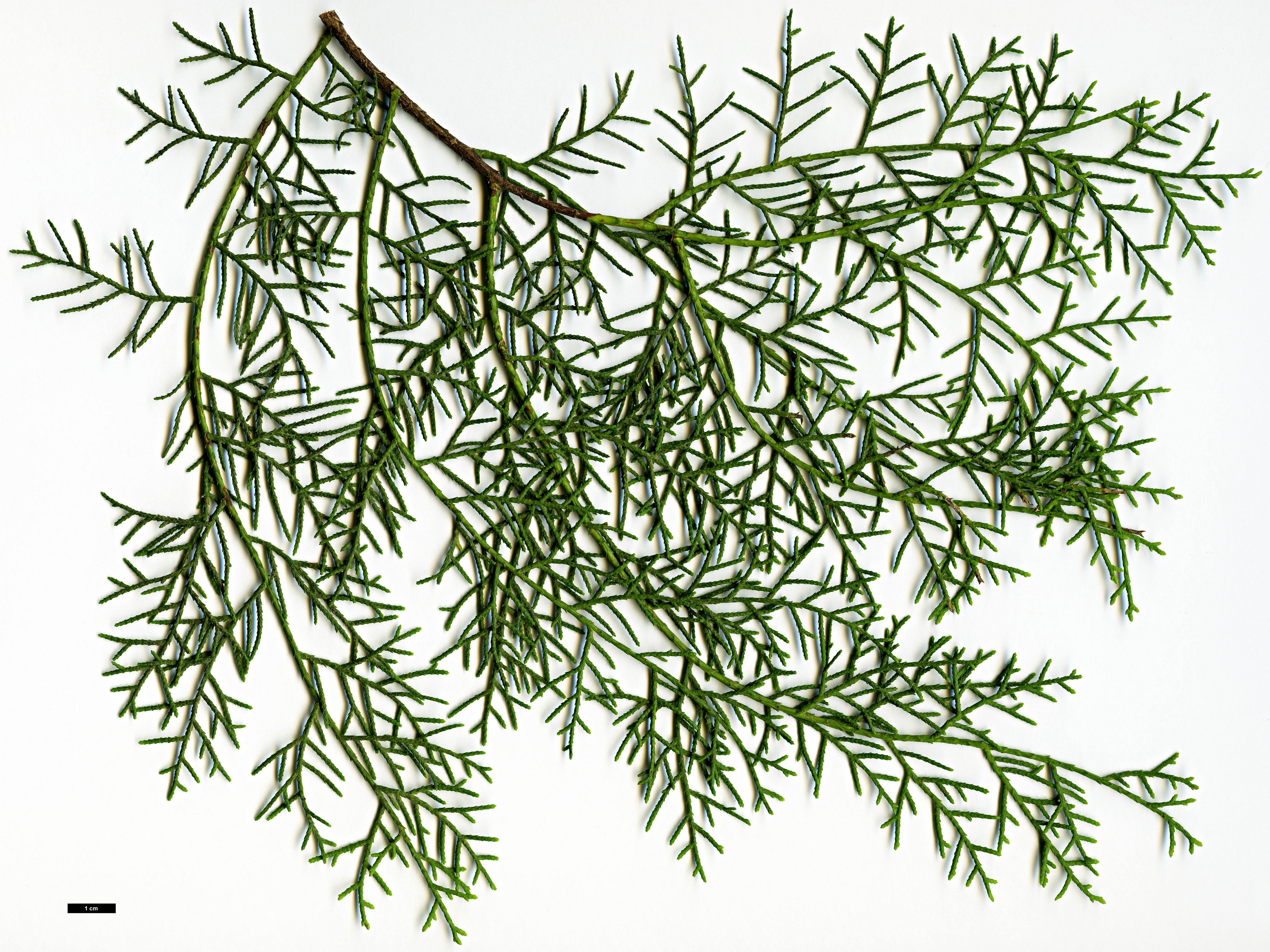 High resolution image: Family: Cupressaceae - Genus: Cupressus - Taxon: dupreziana - SpeciesSub: var. atlantica